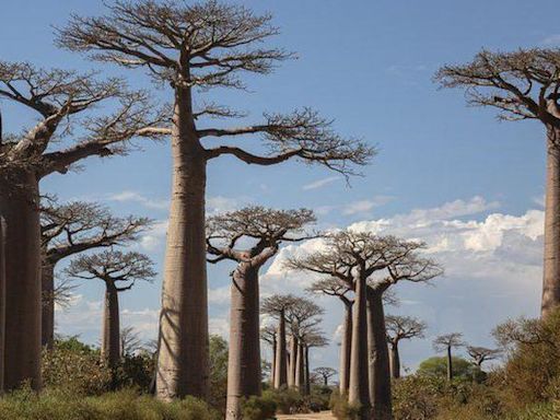 Científicos resuelven el misterio detrás de los antiquísimos baobabs, los "árboles de la vida"