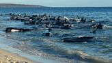 More than 100 pilot whales are rescued after being stranded in Western Australia