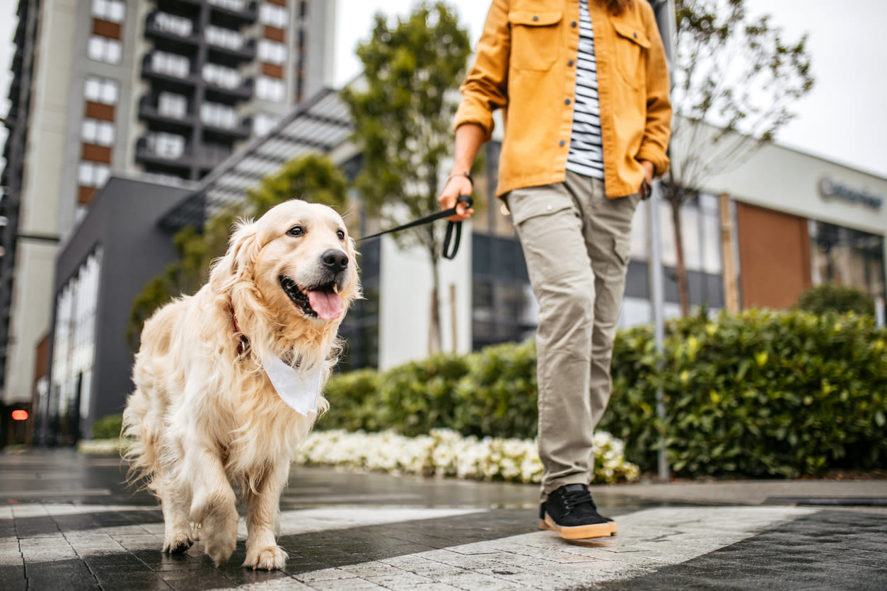 The 7 Best Dog-Friendly Cities in the U.S.