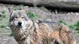 Culling controversy as French wolf population falls in 2023