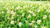 Why You Should Consider a Clover Lawn Instead of Grass