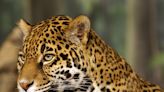 Ambientalistas buscan reintroducir el jaguar en el suroeste de Estados Unidos