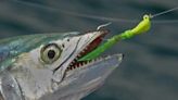 Mackerel moving into Tampa Bay, biting both nearshore and inside bay area waters