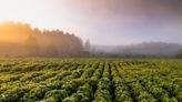 Orange maggots swarm into northeast Kansas farm fields