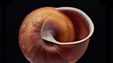 Four new-to-science species of snail described