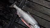 Some Alaskan salmon fisheries lose Ocean Wise label amid concern for B.C.-bound stock