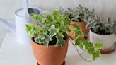 How to Grow English Ivy Indoors, a Low-Maintenance, Elegant Vining Plant