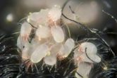 House dust mite