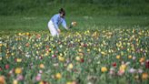 7 einfache Tricks für beeindruckende Blumensträuße: Floristin verrät, wie ihr Supermarkt-Blumen aufwertet