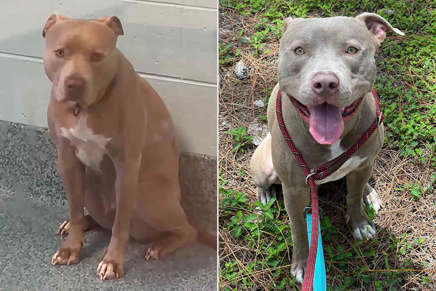 'Shy' Dog Finds a Forever Home After 2 Years in Florida Shelter: 'Finally at Peace'