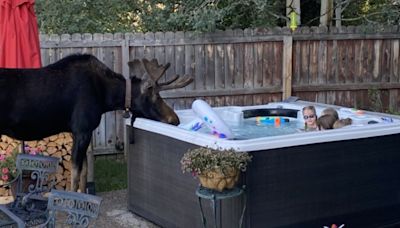 Watch: Bull moose visits kids in hot tub in Steamboat Springs