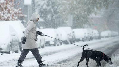 Dogs bring loads of joy but also perils on a leash