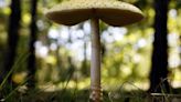 Midwest sees surge in calls to poison control centers amid bumper crop of wild mushrooms