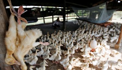 全球首例 人類染H5N2禽流感身亡