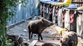 Returning wolves could save Rome from the herds of wild boar invading the city, say wildlife experts