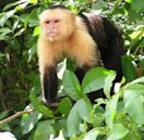 Capuchin monkey