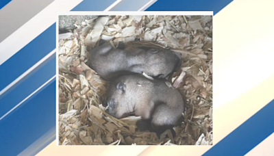 Punxsutawney Phil and wife Phyllis announce names of twins