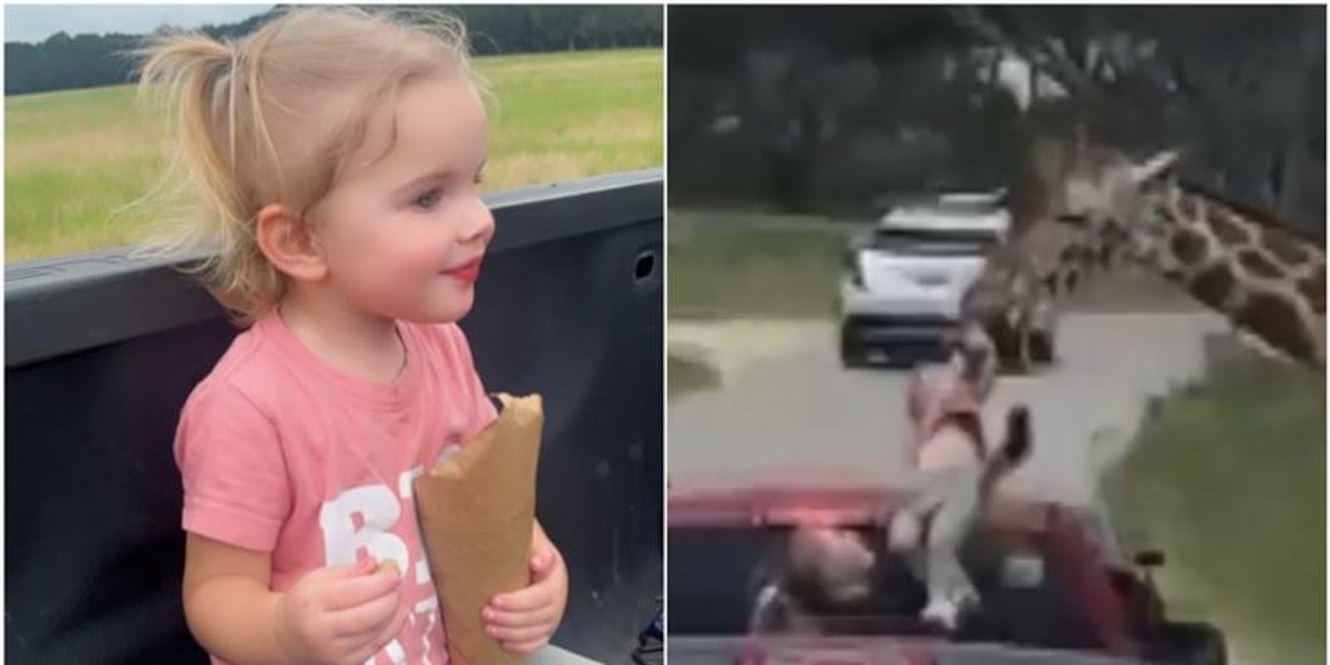 ‘It just grabbed her’: Giraffe picks up toddler during family trip to drive-thru safari