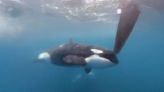 Killer whales attack and sink another yacht in Strait of Gibraltar