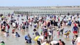 七股海鮮節近3000人挖文蛤體驗 | 蕃新聞