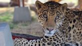 'Filthy' Jaguar Cub Abandoned Outside California Sanctuary Is Thriving and Happy a Year Later