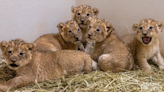 Oklahoma City Zoo’s African lion cubs are one month old