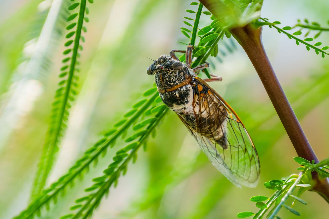 Swarm Regards: 14 Things Probably Didn't Know About Cicadas