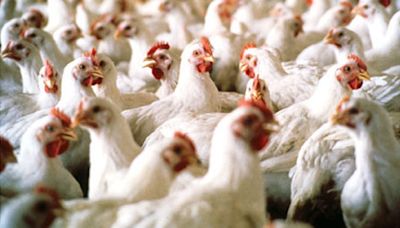 La OMS confirmó la primera muerte humana por gripe aviar en un paciente de México - Diario Río Negro