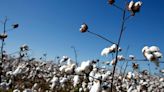 Cotton Dropped As Sluggish Milling Demand Is Still Concerns Amid Muted Yarn Demand