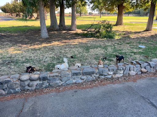 Community Service officer rescues dogs from extreme heat in Fresno