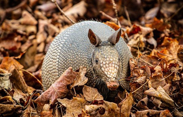 Missouri armadillo sightings increase with warmer weather and cicada surplus