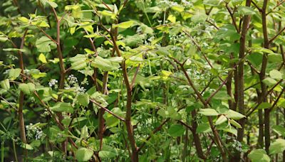Map reveals Japanese knotweed hotspots in the UK - is your town on the list?