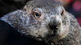 Punxsutawney Phil is a new dad! His babies were fittingly given weather-themed names