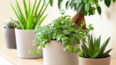 38 Low-Maintenance Indoor Plants That Are Perfect for Beginners