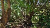 Scotland's 'oldest tree' is in charming little village perfect for summer day out