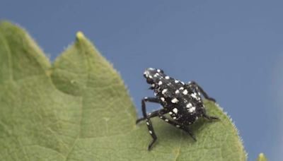 Spotted Lanternfly Nymphs Emerge in Southern Ohio-Ashley Kulhanek Amy Stone | 55KRC | Ron Wilson