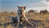 Are hyenas dogs? Not exactly. Here's everything to know about the Hyaenidae family.