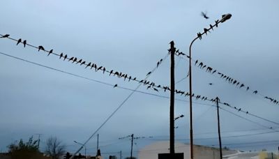 Cidade na Argentina vive crise com invasão de papagaios: eles cantam a noite toda e comem os cabos; vídeo