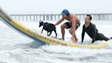 Video: Man Surfs with Pet Goat