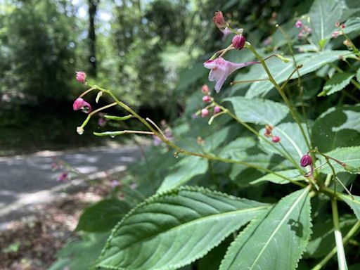 觀霧限定 棣慕華鳳仙花盛開