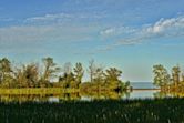 Rattray Marsh Conservation Area