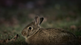 Mammals viewers horrified by gruesome Easter bunny scenes