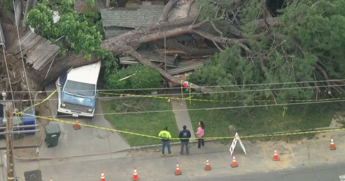 Huge tree falls over and crushes Monrovia home; no one injured