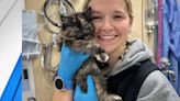 Rare intersex male tortoiseshell kitten discovered by Humane Society in Bend