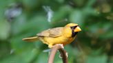 'He just shines': Another rare yellow cardinal spotted in Alabama