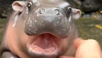 Viral baby hippo 'Bouncy Pig' becomes a celebrity in Thailand