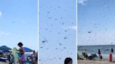 Susto en EE.UU.: una plaga de libélulas causó histeria en una playa de Rhode Island