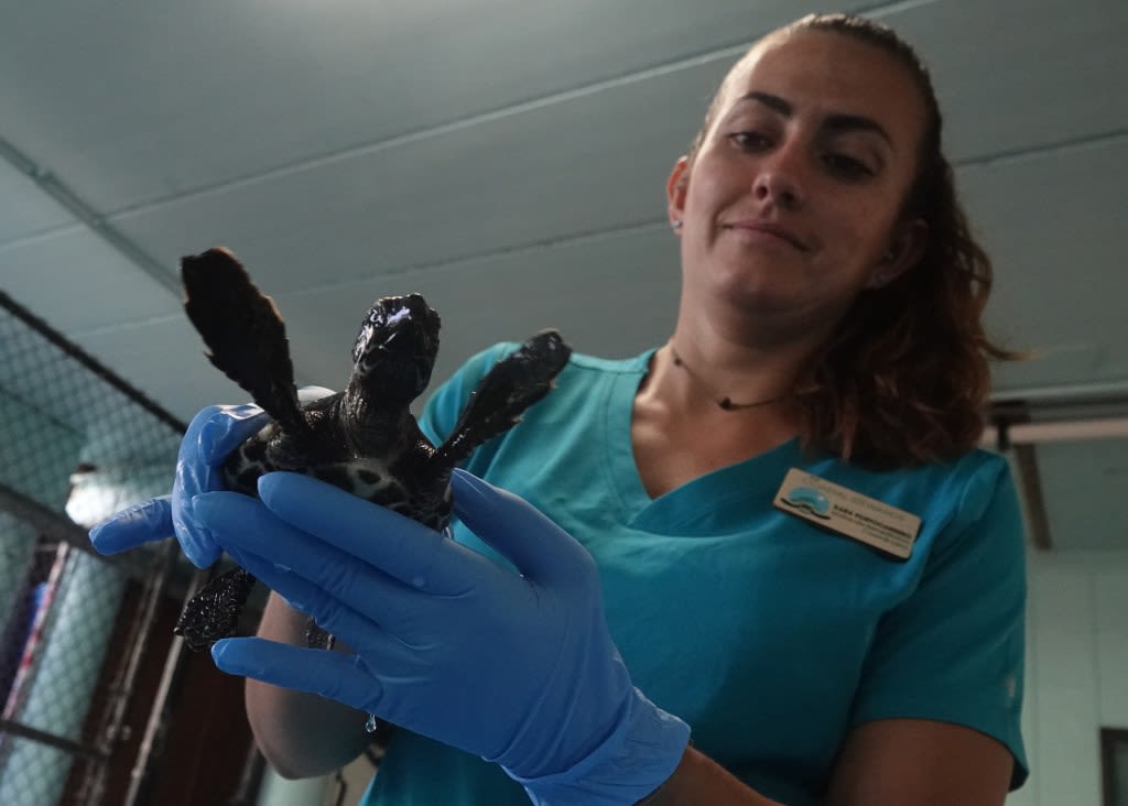 ‘We are getting ready to welcome the public back’: Check out newly rescued sea turtles at Gumbo Limbo in Boca Raton