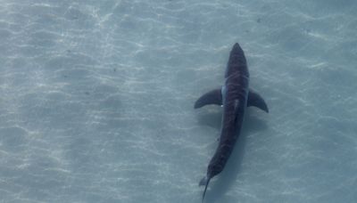 Shark forces officials to close Southern California waters