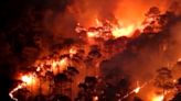 Number of forest fires drop from 3.45 lakh in 2020 to 2.03 lakh in 2024, loss of wildlife not known